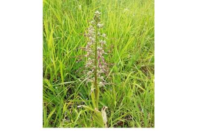 <i>Himantoglossum hircinum</i>
