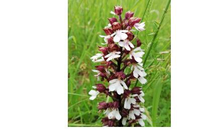 <i>Orchis purpurea</i>