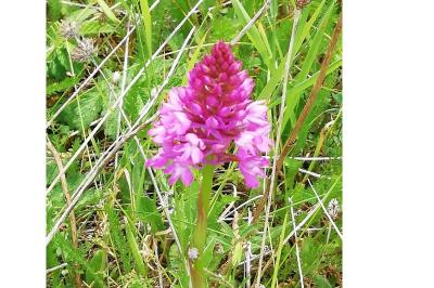 <i>Anacamptis pyramidalis</i>