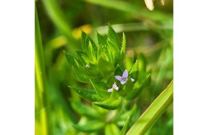 <i>Sherardia arvensis</i>