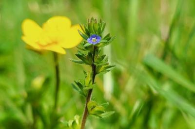 <i>Veronica arvensis</i>