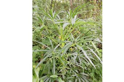 <i>Helleborus foetidus</i>