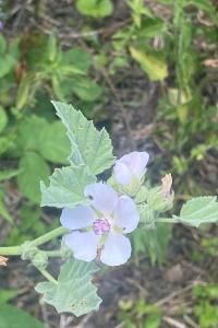 <i>Althaea officinalis</i>