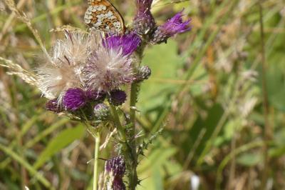 <i>Cirsium palustre</i>