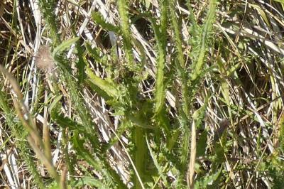 <i>Cirsium palustre</i>