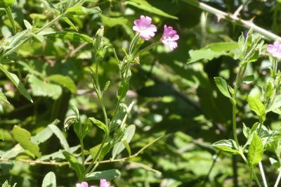 <i>Epilobium hirsutum</i>