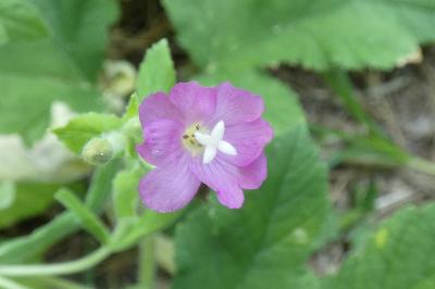 <i>Epilobium hirsutum</i>