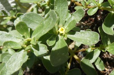 <i>Portulaca oleracea</i>