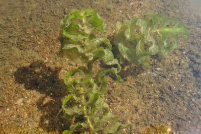 <i>Groenlandia densa</i>