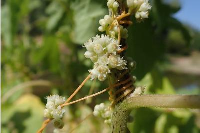 <i>Cuscuta campestris</i>