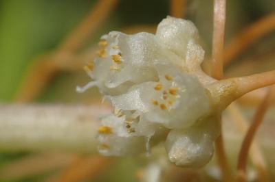 <i>Cuscuta campestris</i>