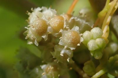 <i>Cuscuta campestris</i>