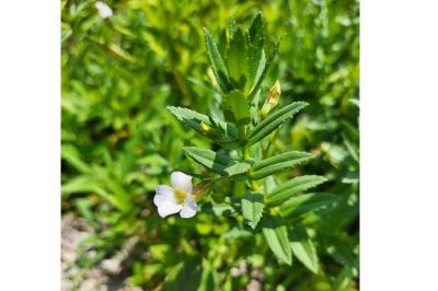 <i>Gratiola officinalis</i>