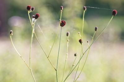 <i>Sanguisorba officinalis</i>