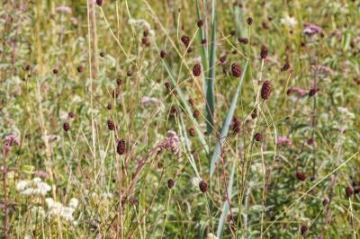 <i>Sanguisorba officinalis</i>
