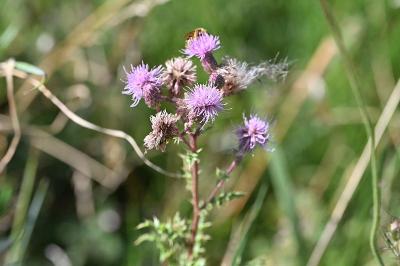 <i>Cirsium arvense</i>