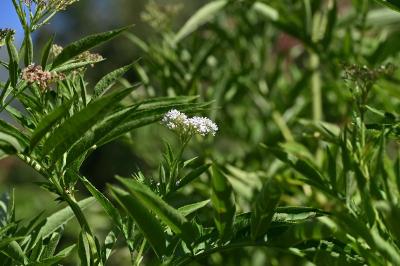 <i>Sambucus ebulus</i>