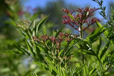 <i>Sambucus ebulus</i>