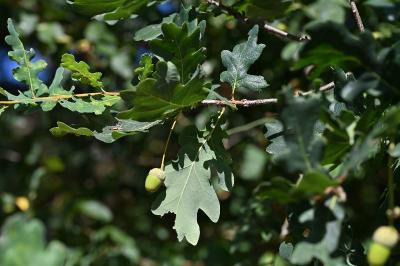 <i>Quercus robur</i>