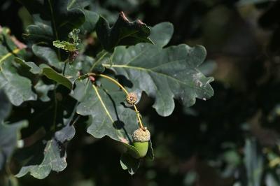 <i>Quercus robur</i>