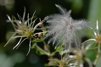 <i>Clematis vitalba</i>