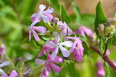 <i>Saponaria officinalis</i>