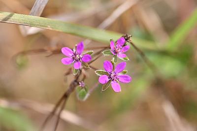 <i>Erodium cicutarium</i>