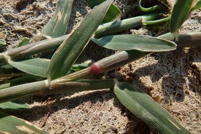 <i>Sporobolus alopecuroides</i>