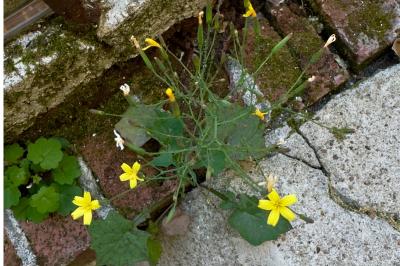 <i>Lactuca muralis</i>