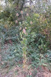 <i>Dipsacus fullonum</i>