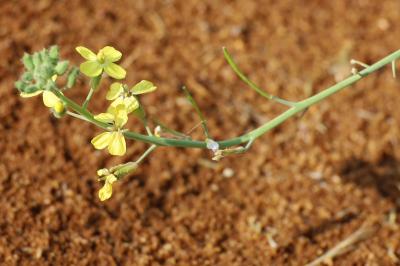 <i>Coincya monensis</i>