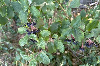 <i>Cornus sanguinea</i>