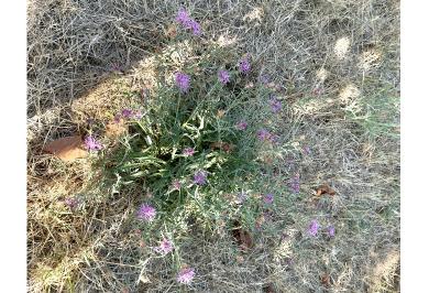 <i>Centaurea jacea</i>