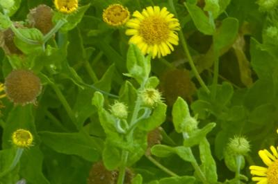 <i>Pulicaria dysenterica</i>