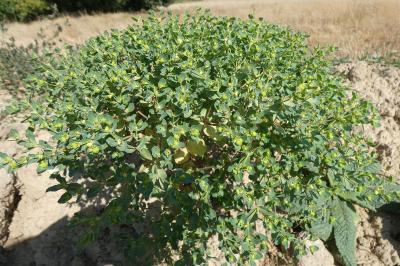 <i>Euphorbia peplus</i>