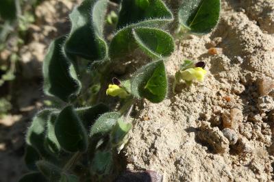 <i>Kickxia spuria</i>