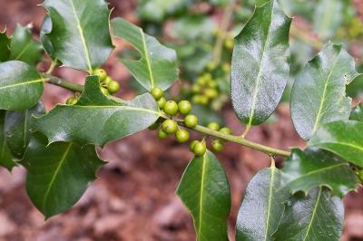 <i>Ilex aquifolium</i>