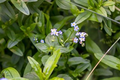 <i>Myosotis laxa</i>