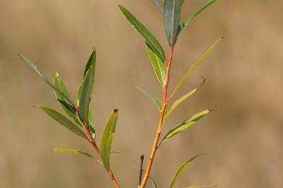 <i>Salix fragilis</i>