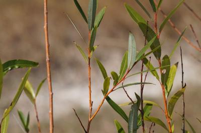 <i>Salix fragilis</i>