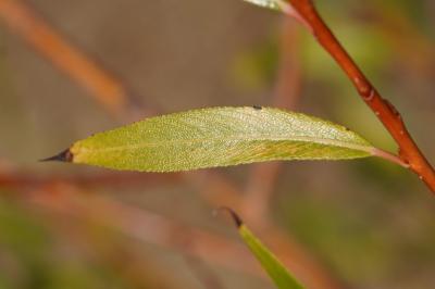 <i>Salix fragilis</i>