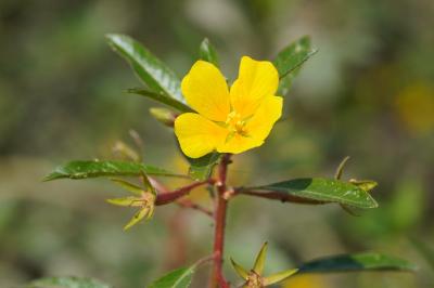 <i>Ludwigia peploides</i>