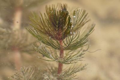 <i>Myriophyllum spicatum</i>