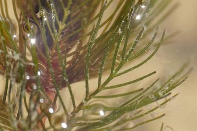 <i>Myriophyllum spicatum</i>