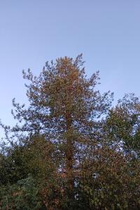 <i>Pinus nigra</i>