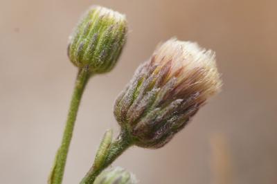 <i>Erigeron acris</i>