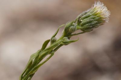 <i>Erigeron acris</i>