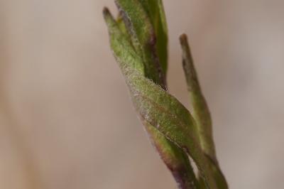 <i>Erigeron acris</i>