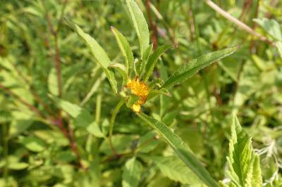 <i>Bidens frondosa</i>