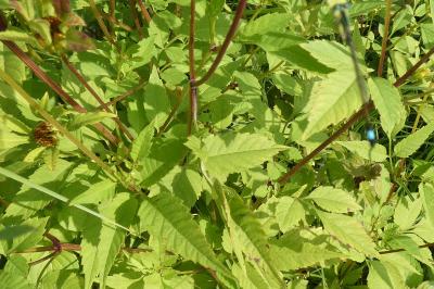 <i>Bidens frondosa</i>